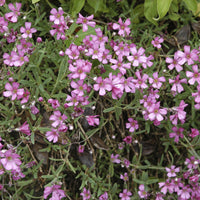 Plantes vivaces - 3 Gypsophiles rampant Rosea - Gypsophila repens Rosea