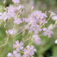 Gypsophila repens Rosea - 3 Gypsophiles rampant Rosea - Plantes vivaces
