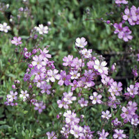 3 Gypsophiles rampant Rosea - Gypsophila repens Rosea - Bakker