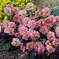 Hélianthème Lawrenson's Pink - Helianthemum Lawrenson's Pink - Bakker