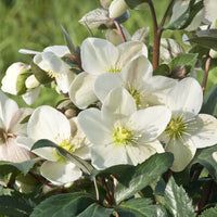 Hellébore Emma - Helleborus x nigercors Emma - Bakker