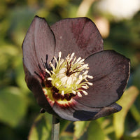 Hellébore d'Orient Black - Helleborus orientalis Black - Bakker