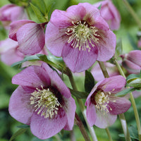  - Héllébore d'Orient Pink Lady - Helleborus orientalis Pink Lady