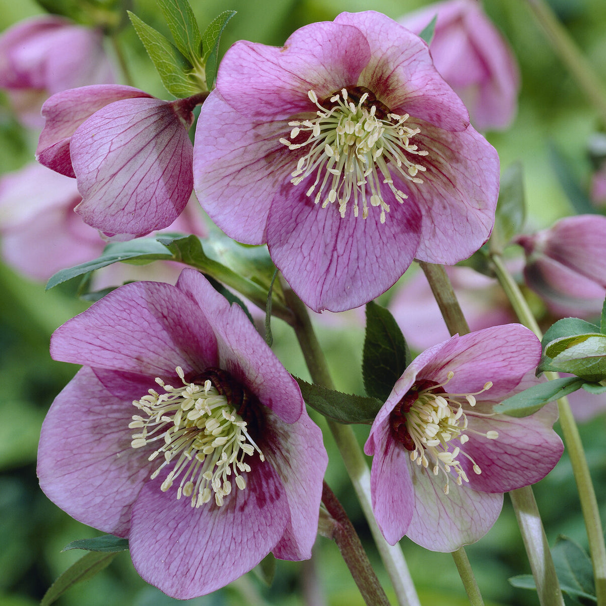 Plantes vivaces - Héllébore d'Orient Pink Lady - Helleborus orientalis Pink Lady