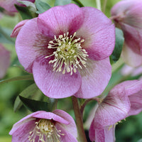 Helleborus orientalis Pink Lady - Héllébore d'Orient Pink Lady - 