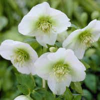 Héllébore d'Orient White Lady - Helleborus orientalis White Lady - Bakker