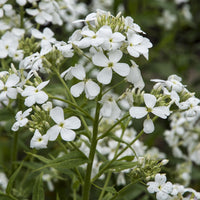 Vivaces fleuries - Julienne des Dames à fleurs blanches - Hesperis matronalis Alba