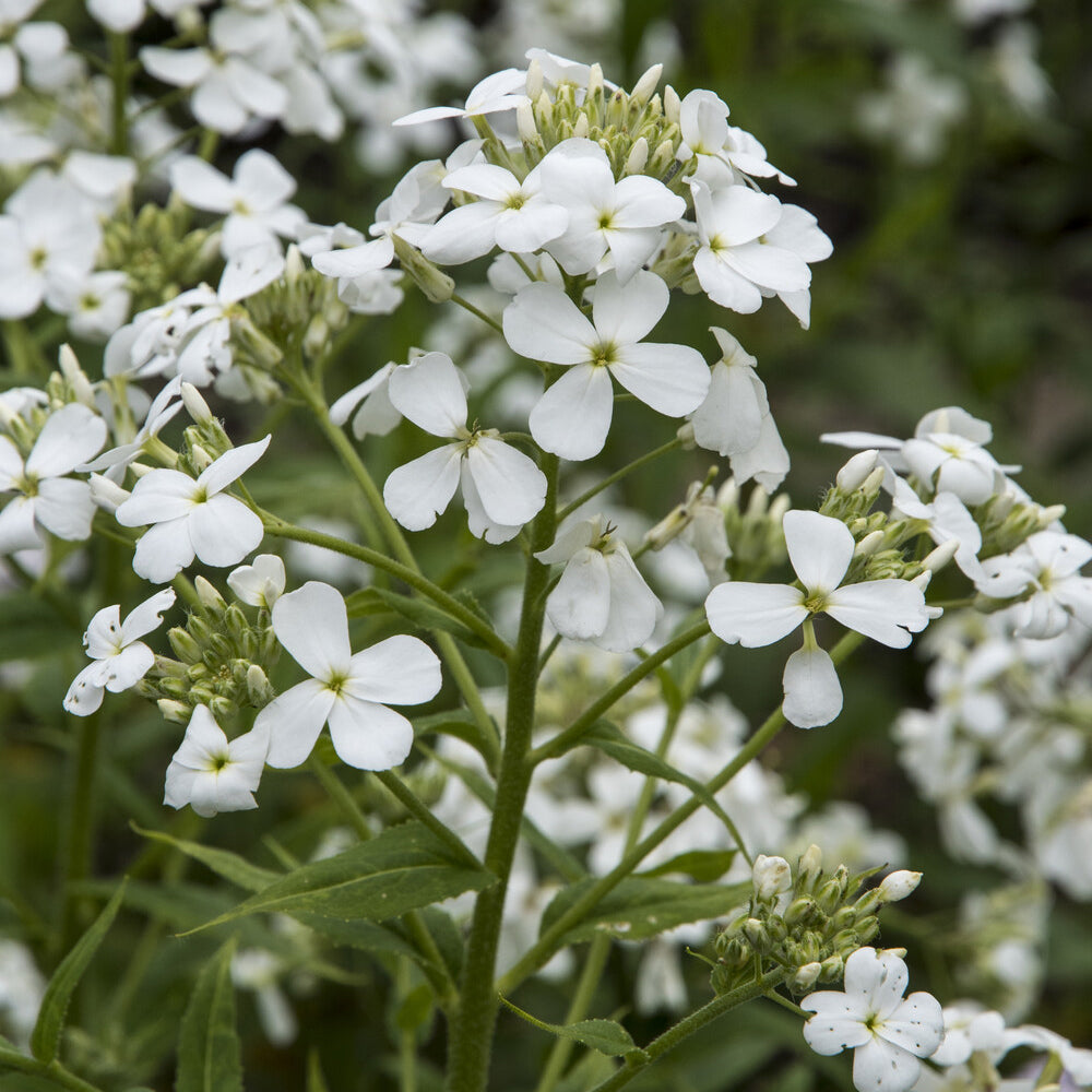 Vivaces fleuries - Julienne des Dames à fleurs blanches - Hesperis matronalis Alba