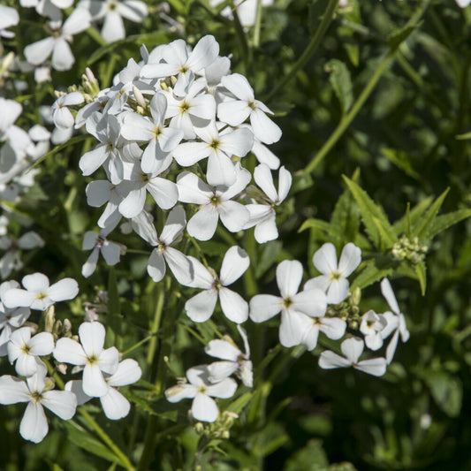 3 Juliennes des jardins à fleurs blanches