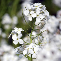 Julienne des Dames à fleurs blanches - Hesperis matronalis Alba - Bakker