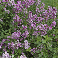 Vente Julienne des Dames - Hesperis matronalis