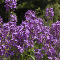 Julienne des Dames - Hesperis matronalis - Bakker