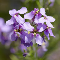 Hesperis matronalis - Julienne des Dames - 