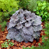 Heuchère Cascade Dawn - Bakker