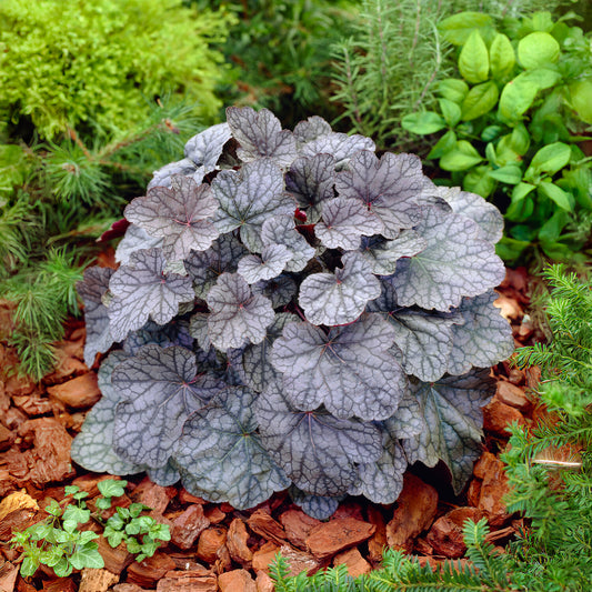 Heuchère Cascade Dawn - Bakker