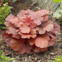 Heuchère Fire Alarm - Heuchera Fire Alarm - Bakker