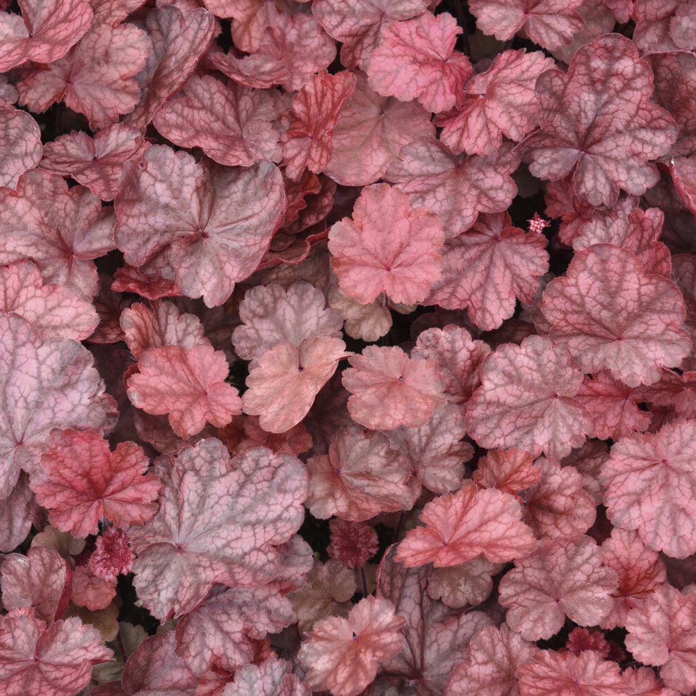 Heuchera Fire Chief - Heuchère Fire Chief - Heuchère