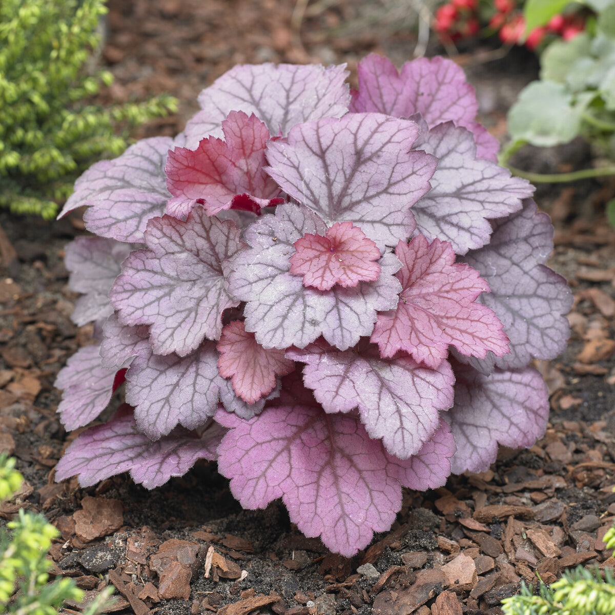 Heuchère Georgia Plum - Bakker