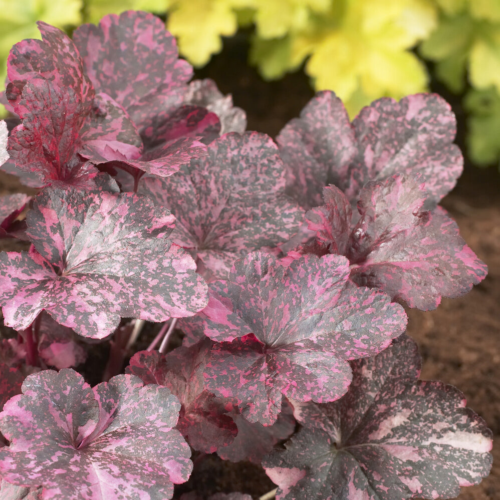 Heuchera Midnight Rose - Heuchère Midnight rose - Heuchère