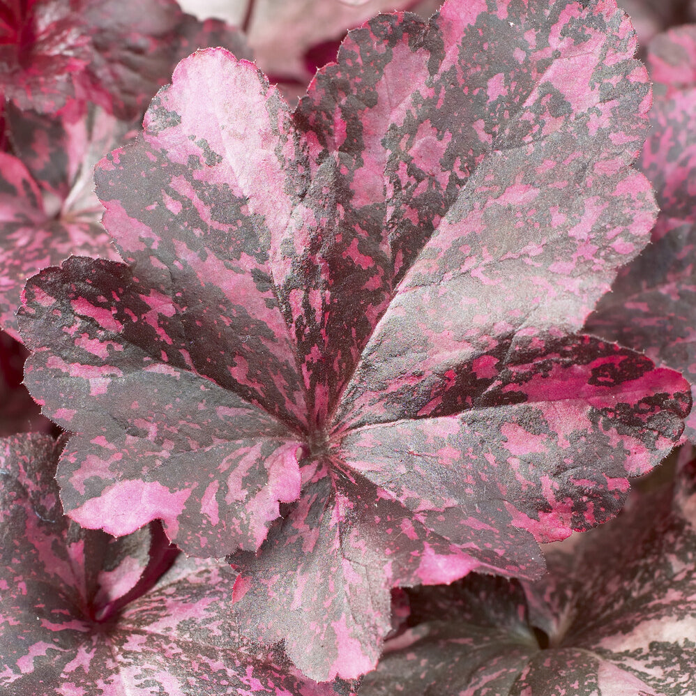 Heuchère Midnight rose - Heuchera Midnight Rose - Bakker
