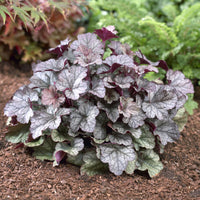 Heuchère Silver Scrolls - Heuchera Silver Scrolls - Bakker