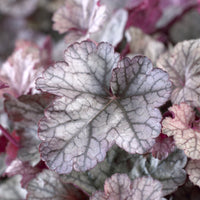 Heuchera Silver Scrolls - Heuchère Silver Scrolls - Heuchère