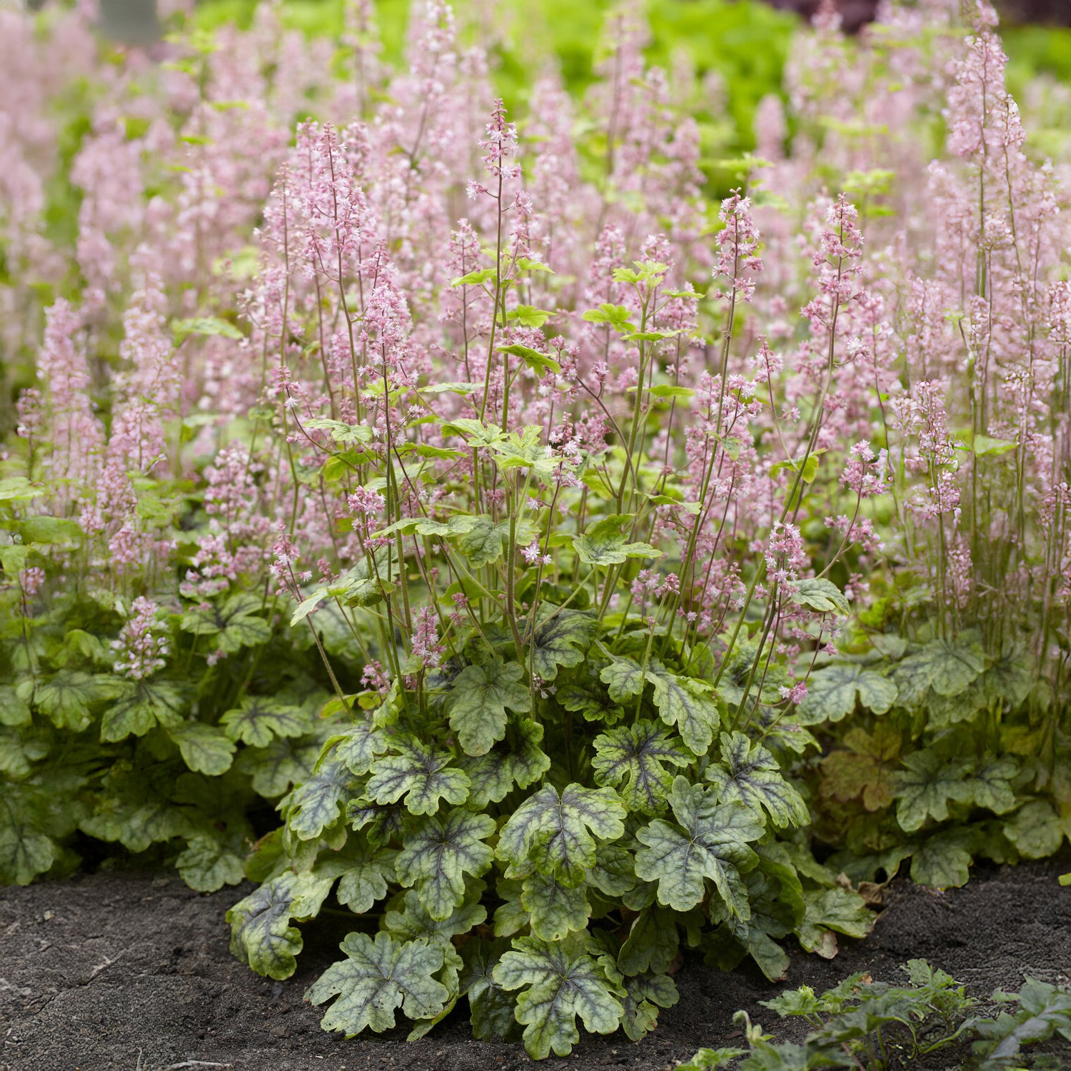 Heucherella Tapestry - Heucherella tapestry - Bakker