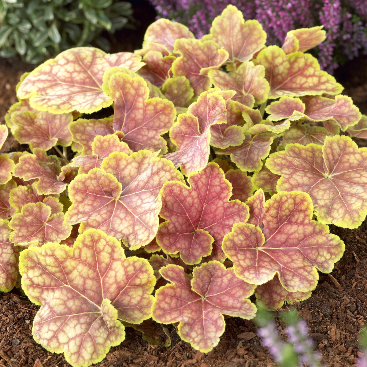 Heuchère - Heuchère Tiramisu - Heuchera Tiramisu