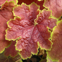 Heuchera Tiramisu - Heuchère Tiramisu - Heuchère
