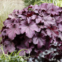 Heuchera Wild Rose - Heuchère Wild Rose - Heuchère