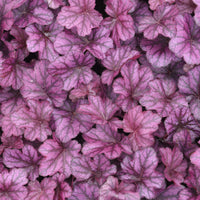 Heuchère Wild Rose - Heuchera Wild Rose - Bakker