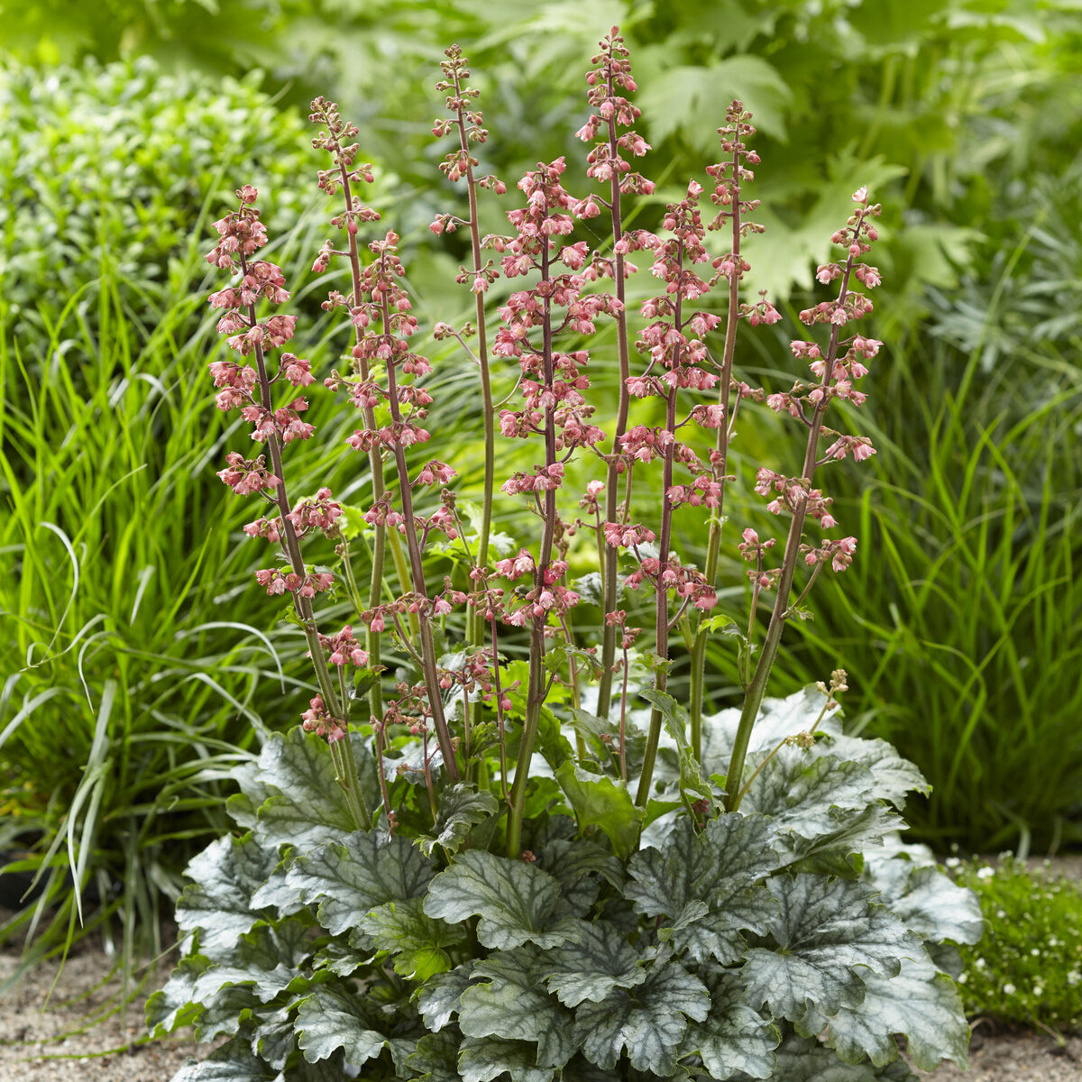 Heuchera Paris - Heuchère Paris - Heuchère