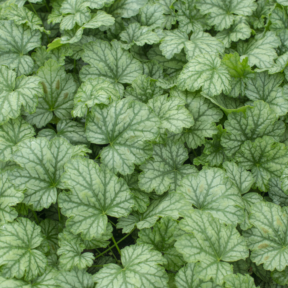 Vente Heuchère Paris - Heuchera Paris