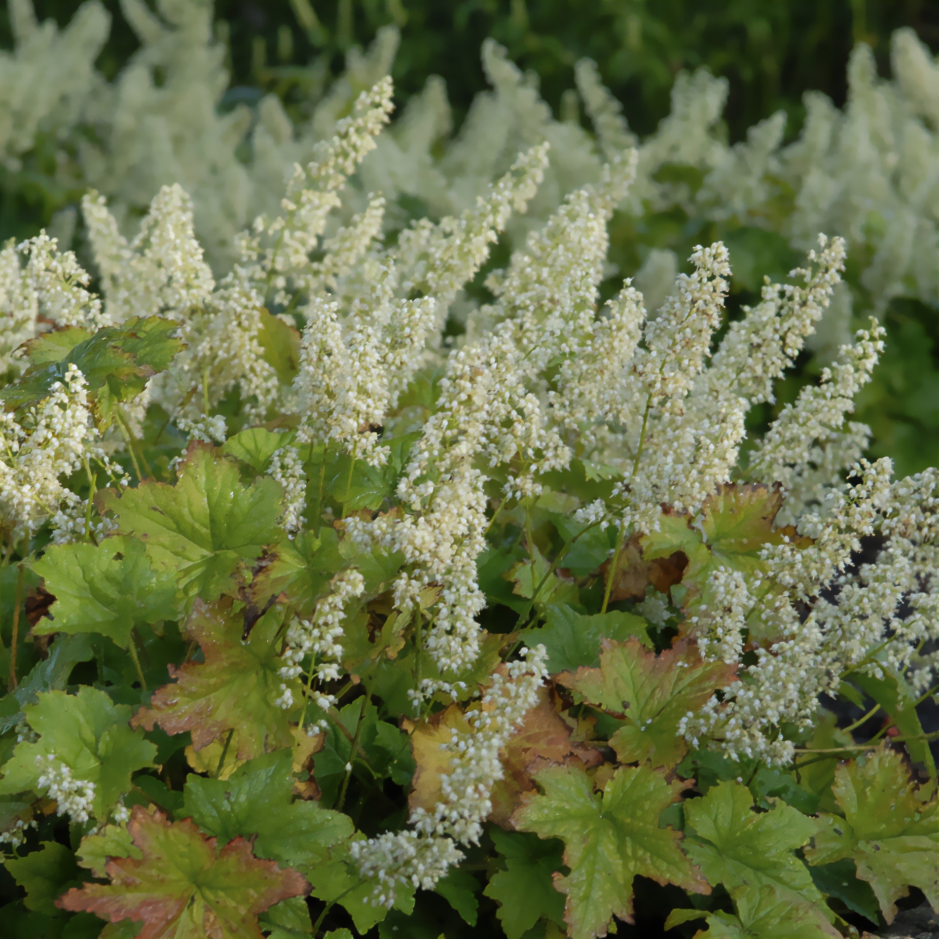 Heuchère Chantilly - Heuchera villosa chantilly - Bakker