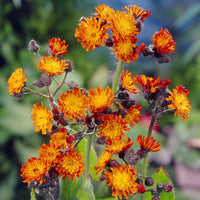 Plantes vivaces - Épervière orangée - Hieracium aurantiacum
