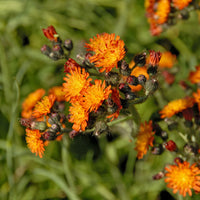 Épervière orangée - Hieracium aurantiacum - Bakker