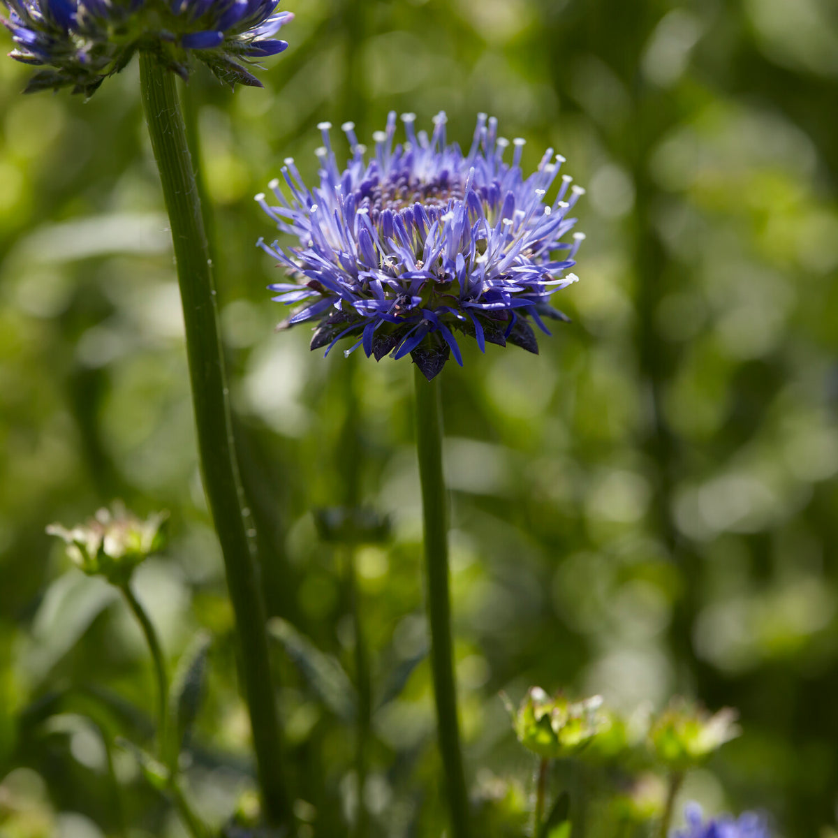 Jasione lisse Blaulicht - Jasione laevis - Bakker