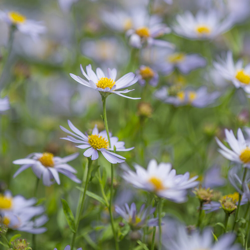 Kalimeris incisa Charlotte - Kaliméris japonais Charlotte - Vivaces fleuries