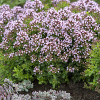 Origan Compact - Origanum vulgare Compactum - Bakker