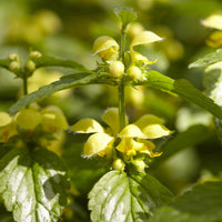 Lamiastrum galeobdolon Florentinum - 3 Lamiers dorés Florentinum - Plantes vivaces