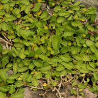 Cotule dioique Minima Cotule naine - Bakker