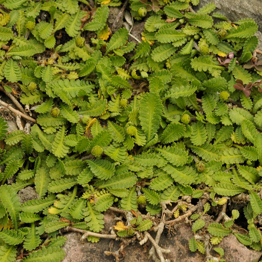 Cotule dioique Minima Cotule naine - Bakker