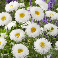 Leucanthemum superbum laspider - Marguerite d'été Laspider - Leucanthemum - Marguerite