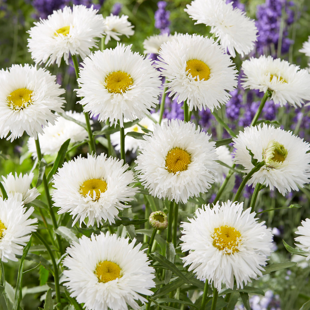 Leucanthemum superbum laspider - Marguerite d'été Laspider - Leucanthemum - Marguerite