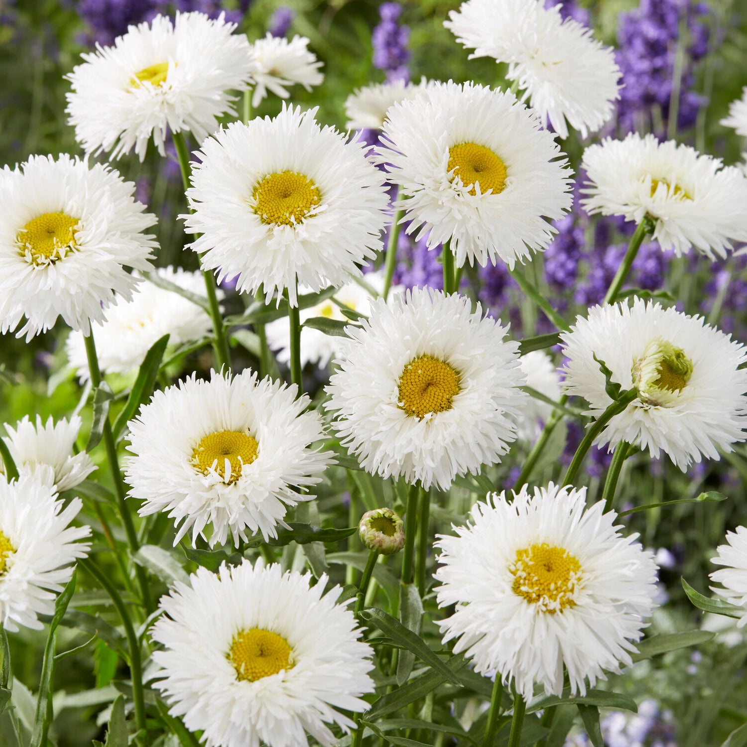 Leucanthemum superbum laspider - Marguerite d'été Laspider - Leucanthemum - Marguerite