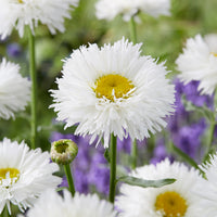 Marguerite d'été Laspider - Leucanthemum superbum laspider - Bakker
