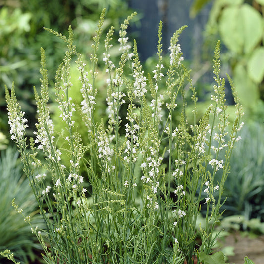 Linaire pourpre Springside White - Bakker