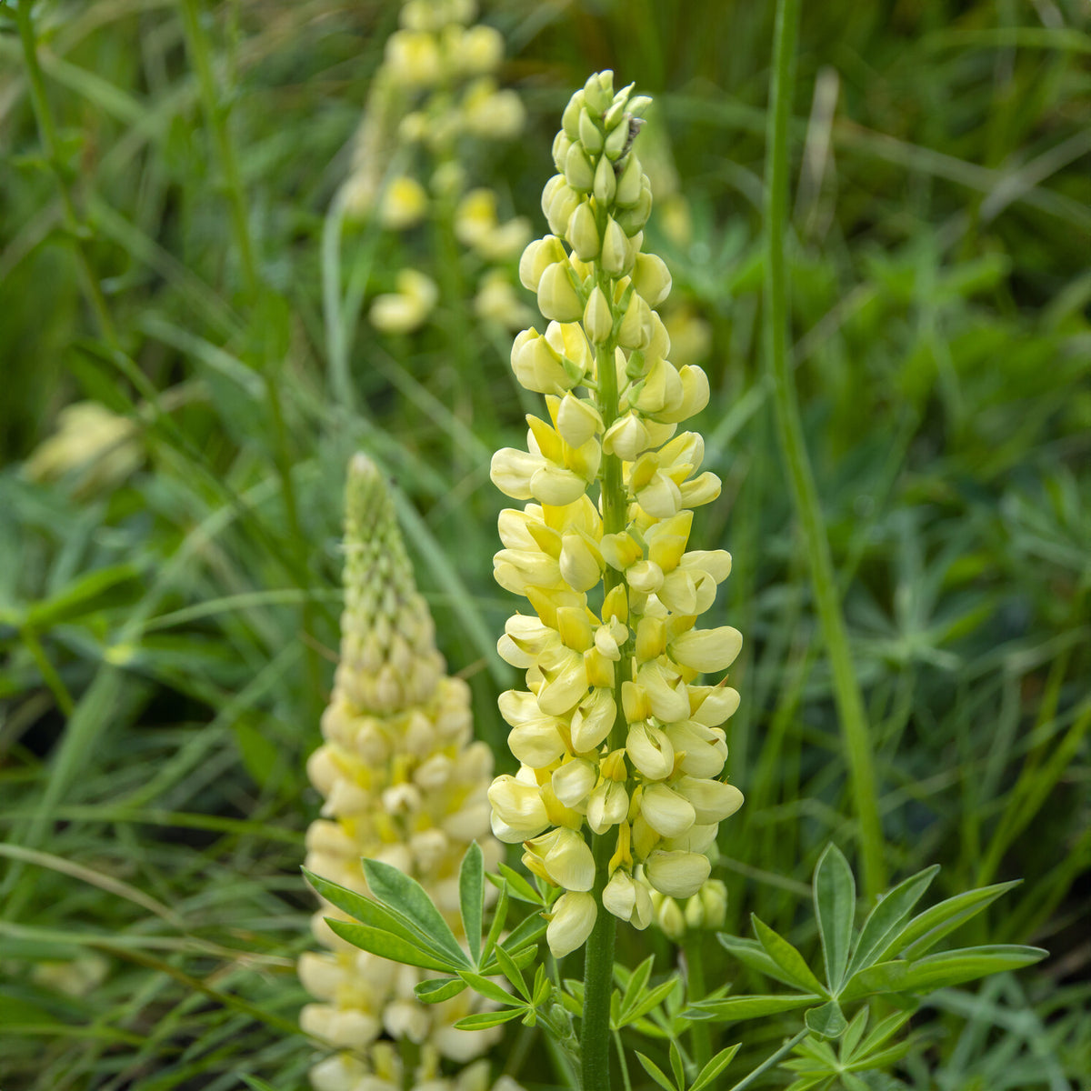 Lupin Chandelier - Lupinus polyphyllus Chandelier - Bakker