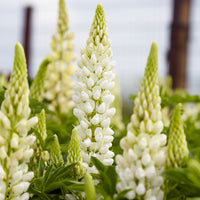 3 Lupins Gallery White - Lupinus Gallery White - Bakker