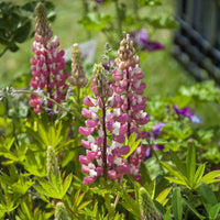 Lupin - 3 Lupins La Chateleine - Lupinus The Chatelaine